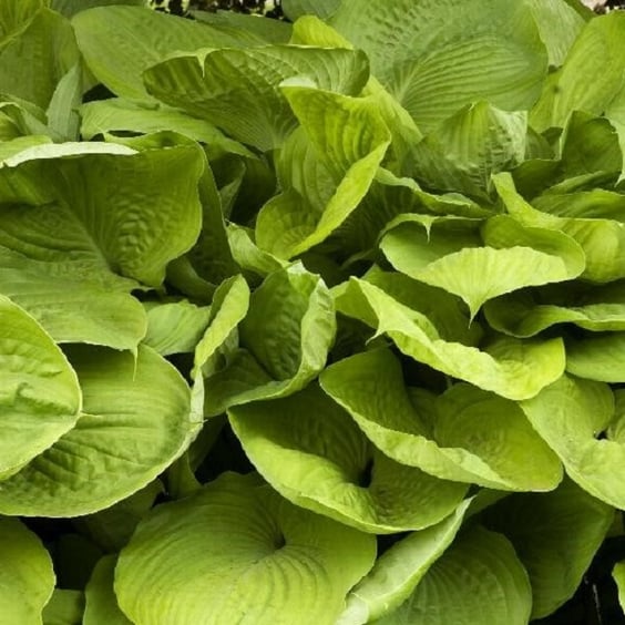 McKay Nursery Sum and Substance Hosta