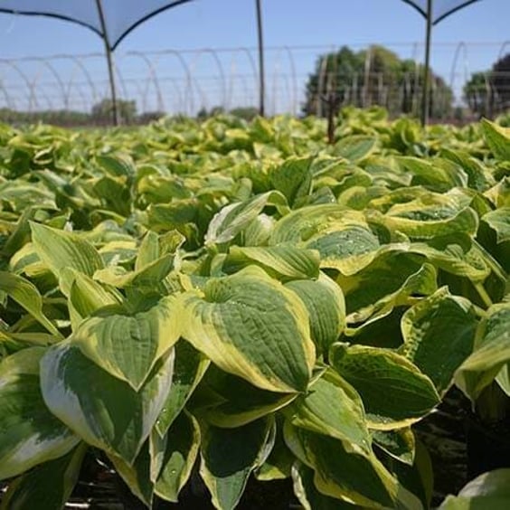 Wide Brim Hosta