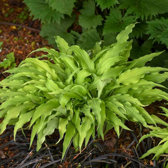 Mature Curly Fries Hosta