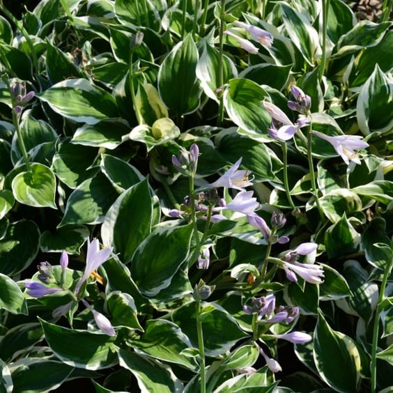 McKay Nursery Patriot Hosta