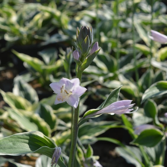 Patriot Hosta for Sale | McKay Nursery