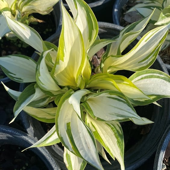 Fire and Ice Hosta