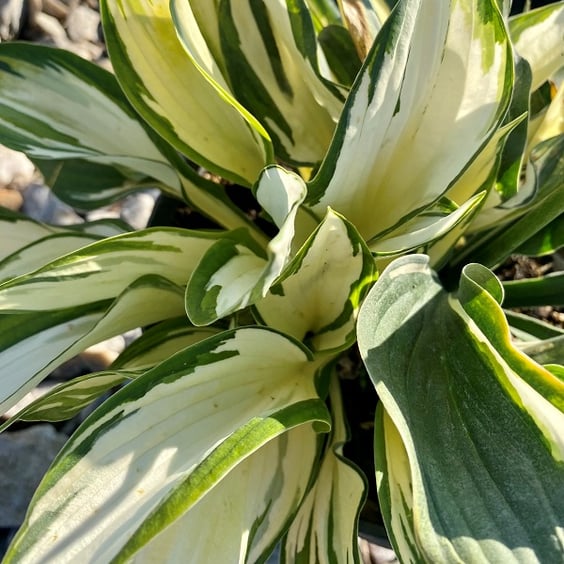 Fire and Ice Hosta