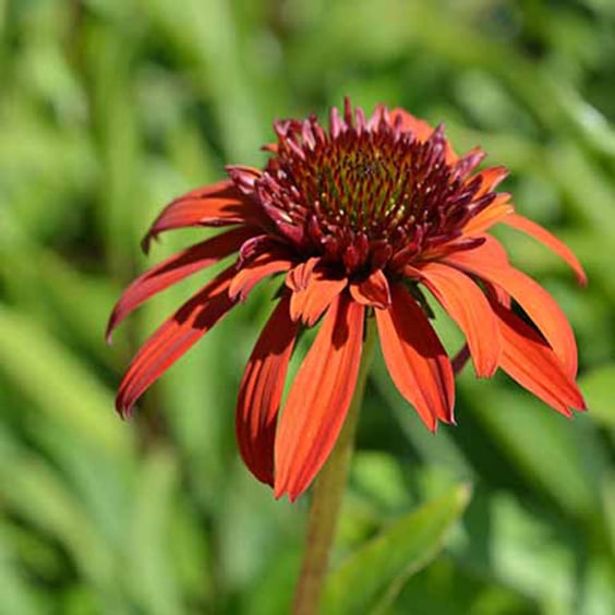 McKay Nursery Coneflower - Thumbnail 5