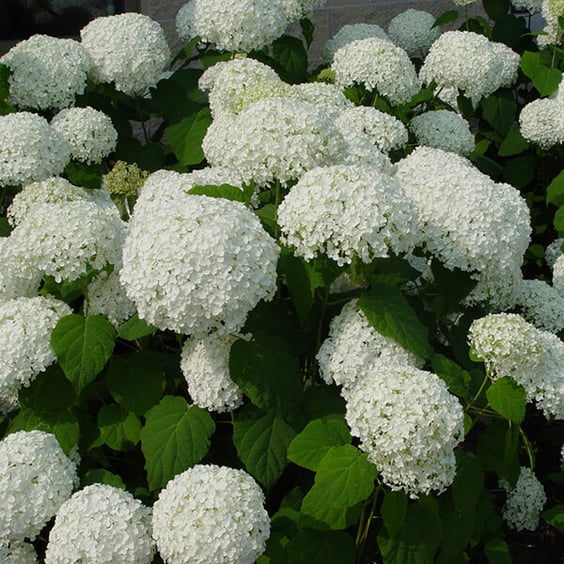 McKay Nursery Annabelle Hydrangea - Thumbnail 3