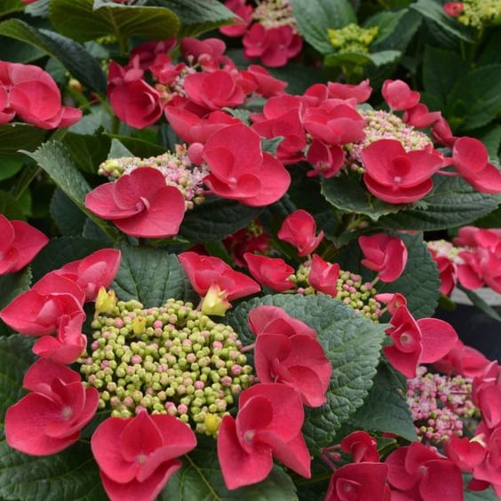 McKay Nursery Cherry Explosion Hydrangea