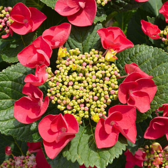 McKay Nursery Cherry Explosion Hydrangea - Thumbnail 3
