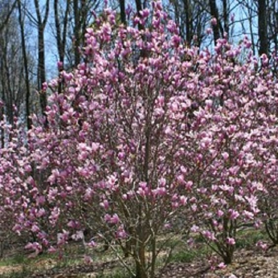 Tree Form Jane Magnolia | McKay Nursery