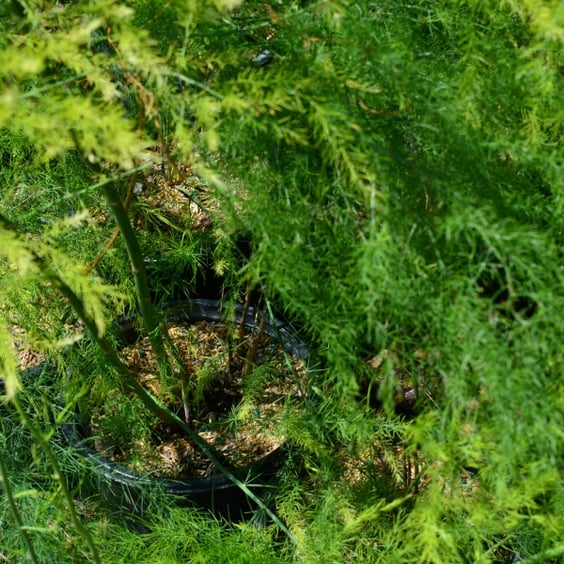 Jersey Giant Asparagus