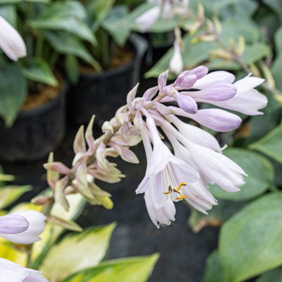 McKay Nursery June Hosta - Thumbnail 5