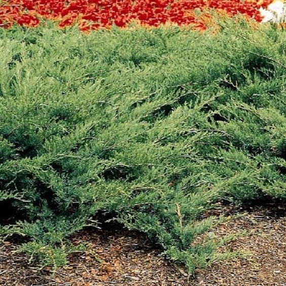 buy wormwood plant Wormwood Organically Grown Native Plants for Sale  The Farm Connection