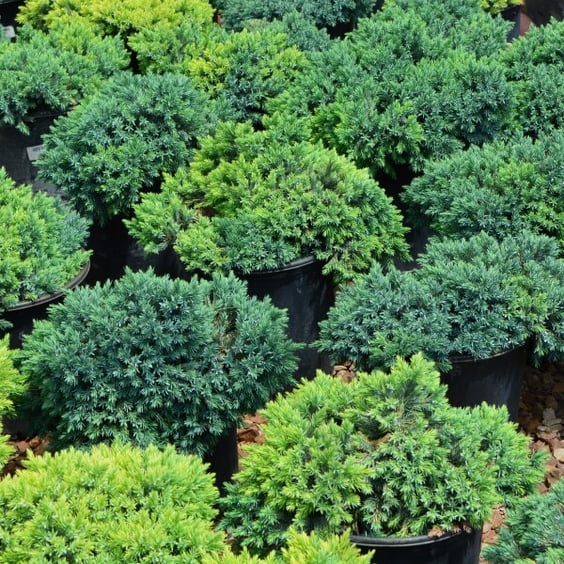 McKay Nursery Blue Star Juniper - Thumbnail 3