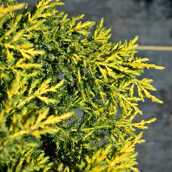 McKay Nursery Daub's Frosted Juniper