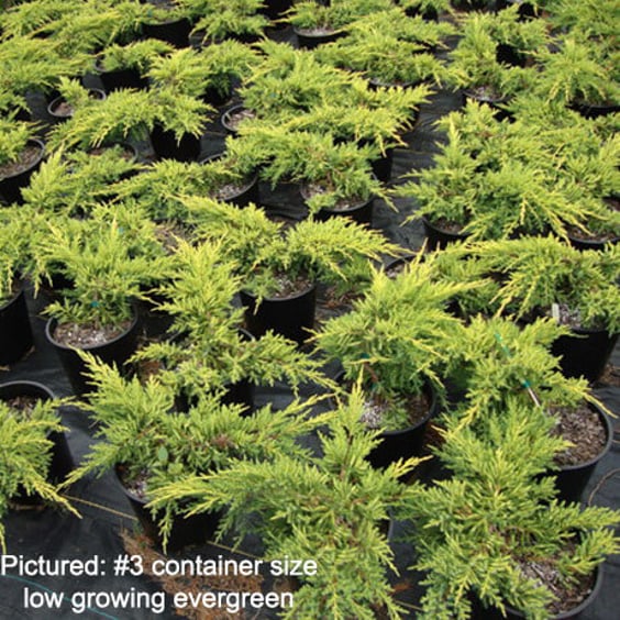 McKay Nursery Daub's Frosted Juniper - Thumbnail 3