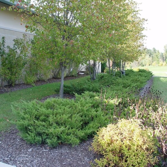 Shop our Kallay's Compact Pfitzer Spreading Juniper | McKay Nursery