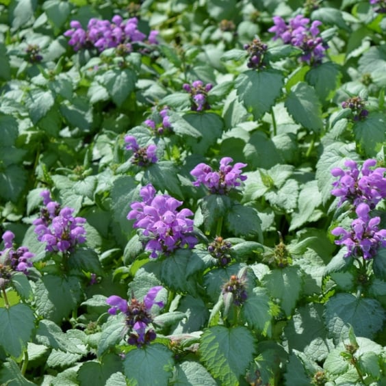 Spotted Dead Nettle | Lamium | McKay Nursery
