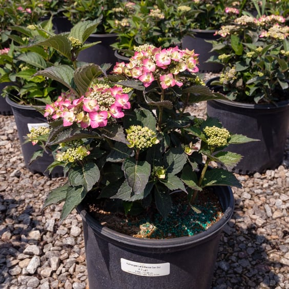 Let's Dance Can Do!® Hydrangea Shrub | McKay Nursery