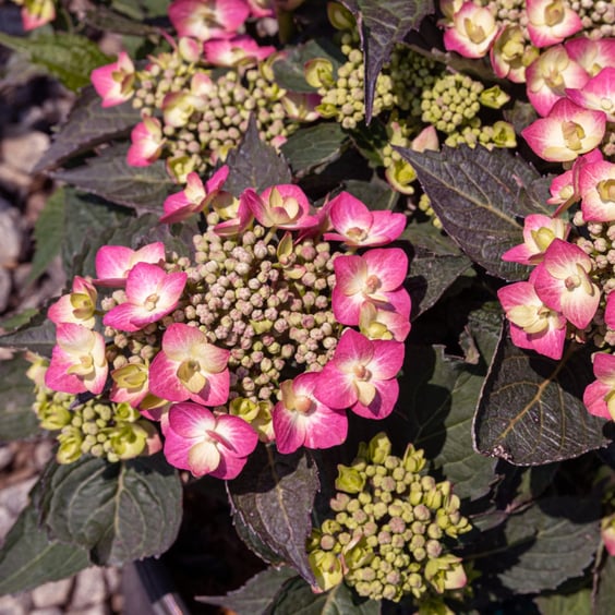 Let's Dance Can Do!® Hydrangea Shrub | McKay Nursery