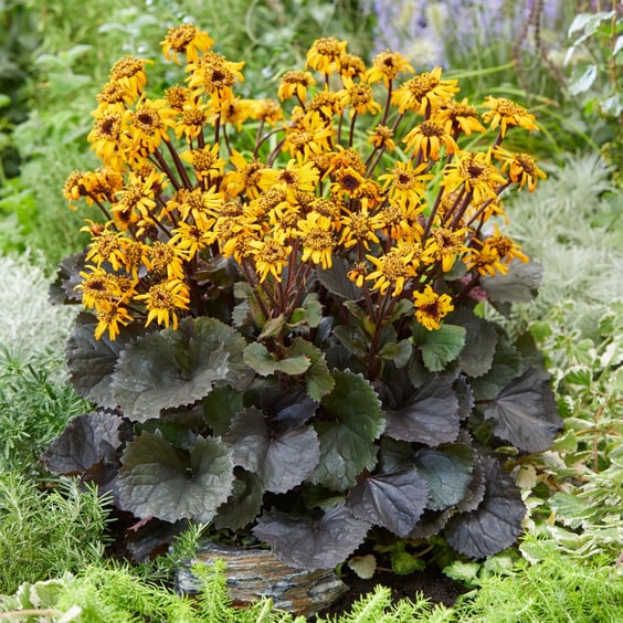 Pandora Leopard Plant | McKay Nursery
