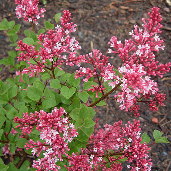Shop Our Miss Canada Lilac Shrub (Syringa prestoniae) | McKay Nursery