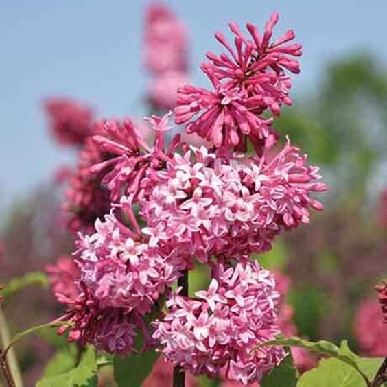 Shop Our Miss Canada Lilac Shrub (Syringa prestoniae) | McKay Nursery