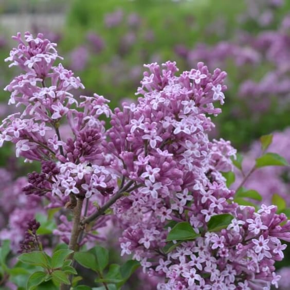 McKay Nursery Palibin Lilac Tree - Thumbnail 3