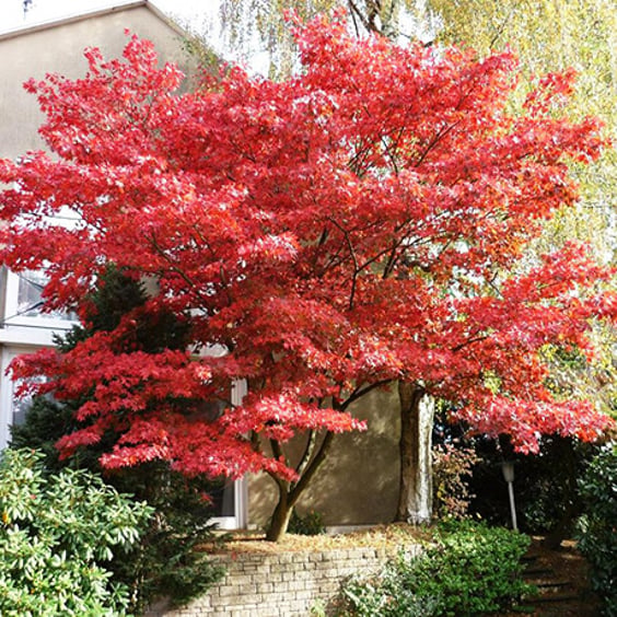 Bonsai Tree Seeds Bloodgood Japanese Maple Tree Seeds - Acer Palmatum  Atropurpureum, Hardy Bonsai Or Landscape Japanese Maple Bonsai Varieties