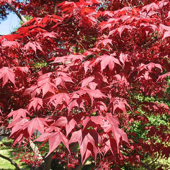 McKay Nursery Bloodgood Japanese Maple