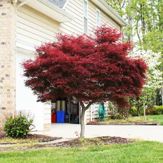 McKay Nursery Bloodgood Japanese Maple - Thumbnail 2