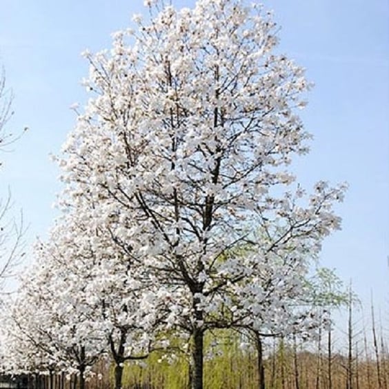 Merrill Magnolia Tree Form | McKay Nursery