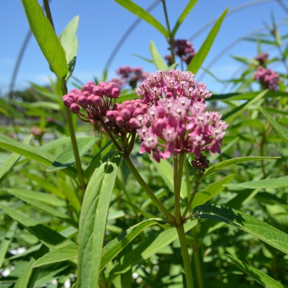 Swamp Milkweed