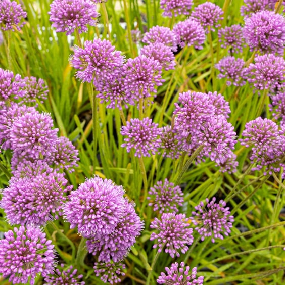 McKay Nursery Millenium Allium - Thumbnail 5