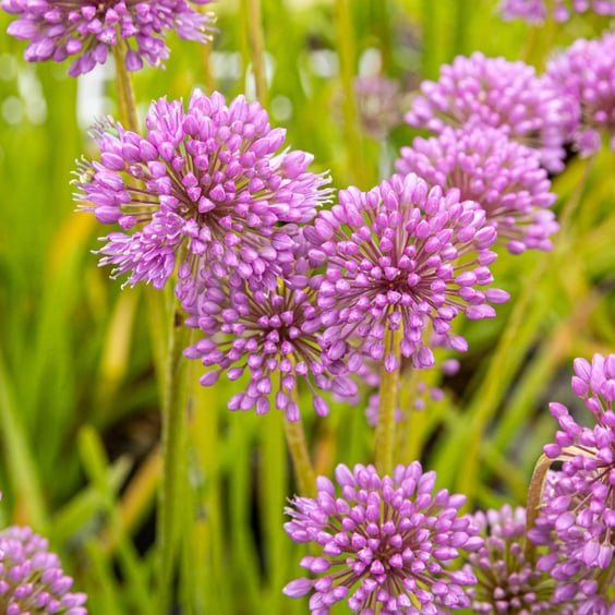 McKay Nursery Millenium Allium - Thumbnail 2