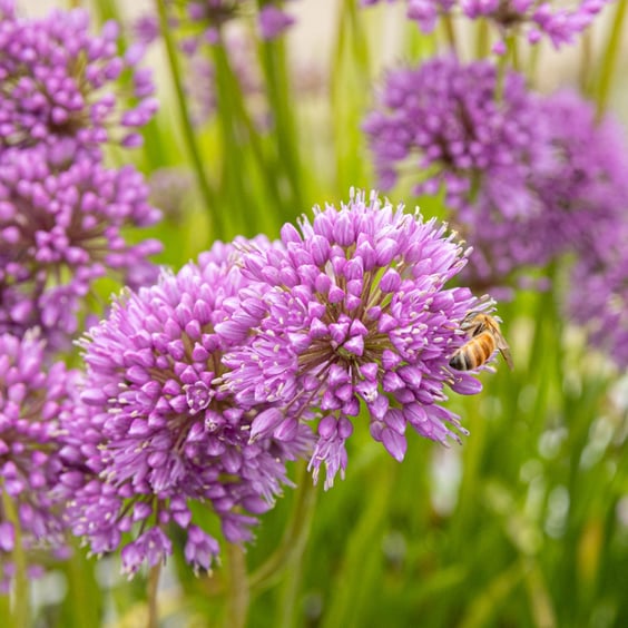 McKay Nursery Millenium Allium - Thumbnail 4