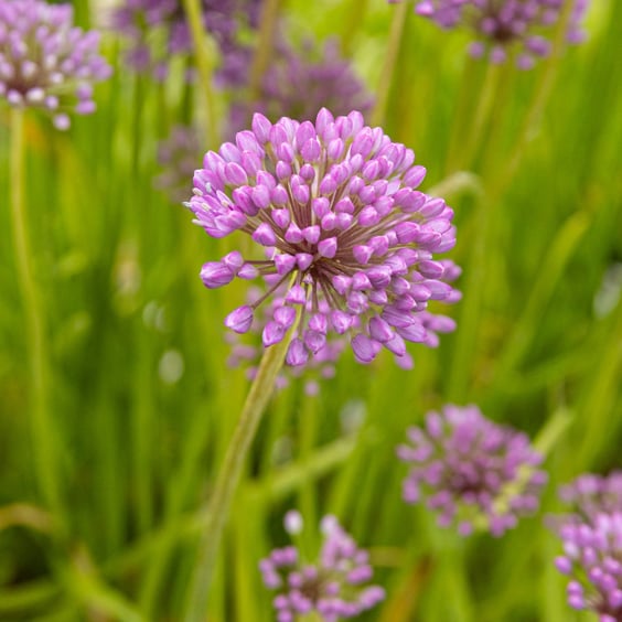 McKay Nursery Millenium Allium