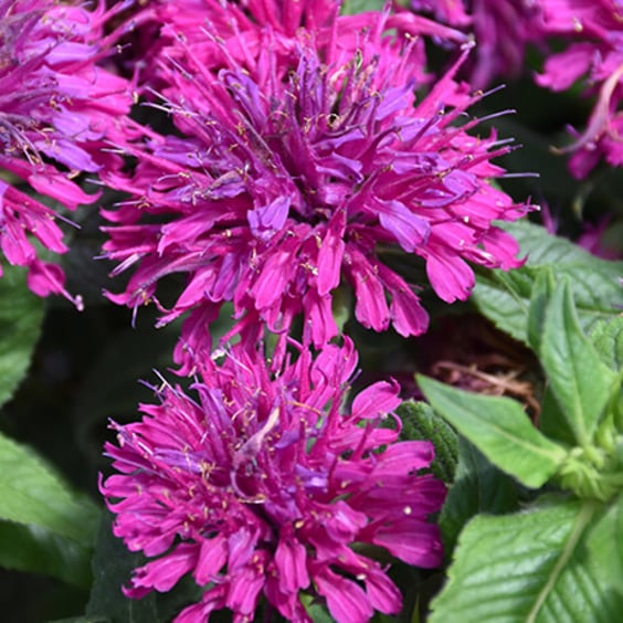 Sugar Buzz Monarda Gumball - Thumbnail 5