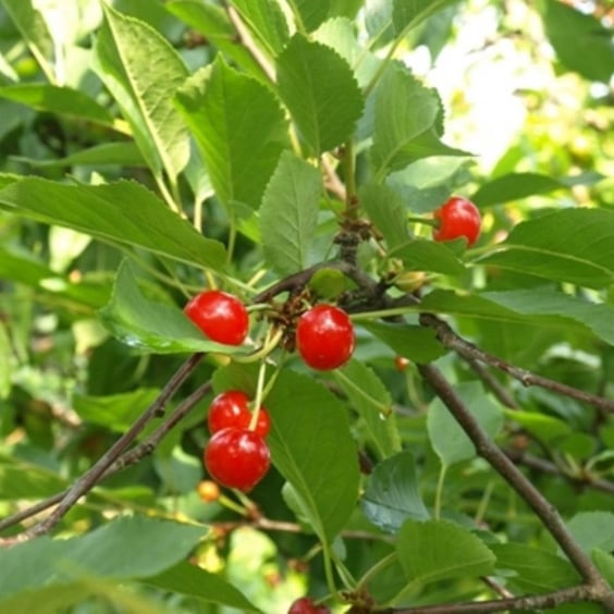 Montmorency Cherry Tree