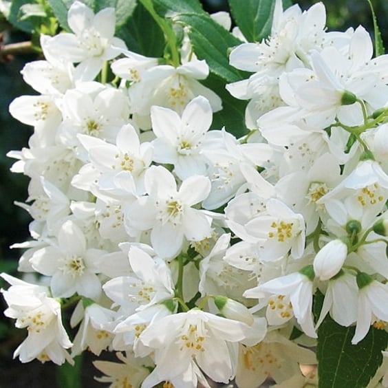 New Jersey Tea Blooms Closeup
