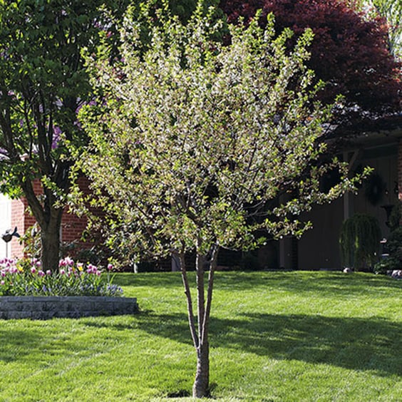 McKay Nursery North Star Cherry