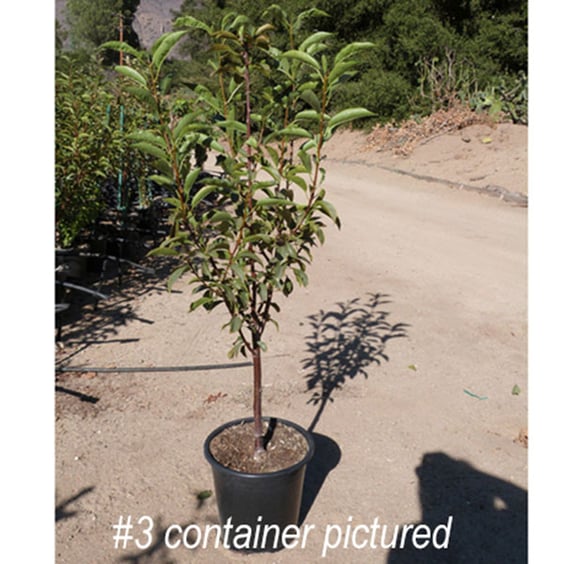 McKay Nursery North Star Cherry - Thumbnail 3
