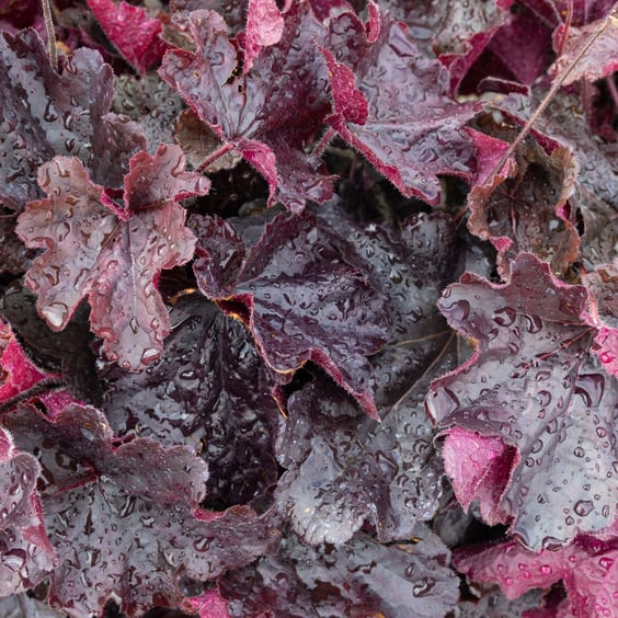 Northern Exposure Black Coral Bells