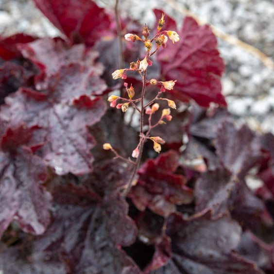 Northern Exposure Black Coral Bells - Thumbnail 3