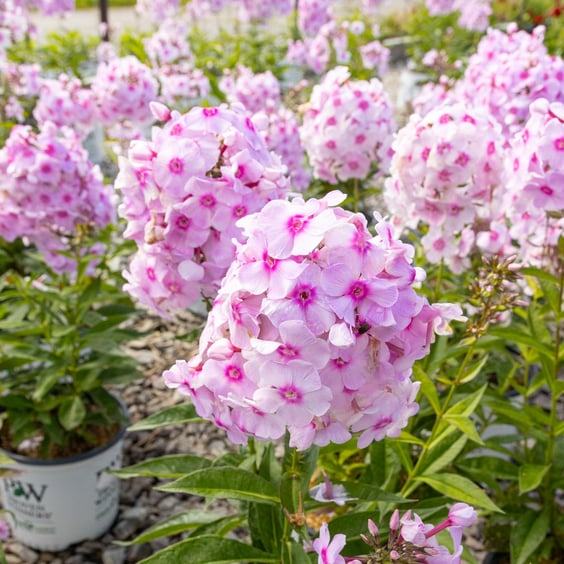 Luminary Opalescence Garden Phlox - Thumbnail 4