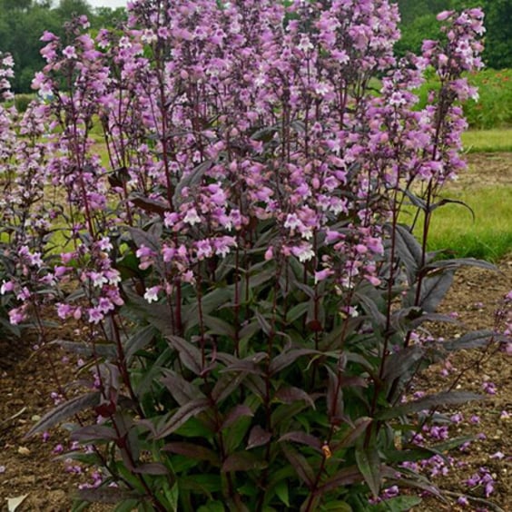 McKay Nursery Blackbeard Beardtongue - Thumbnail 4