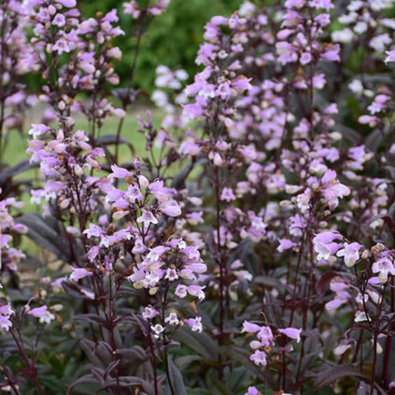 McKay Nursery Blackbeard Beardtongue - Thumbnail 3