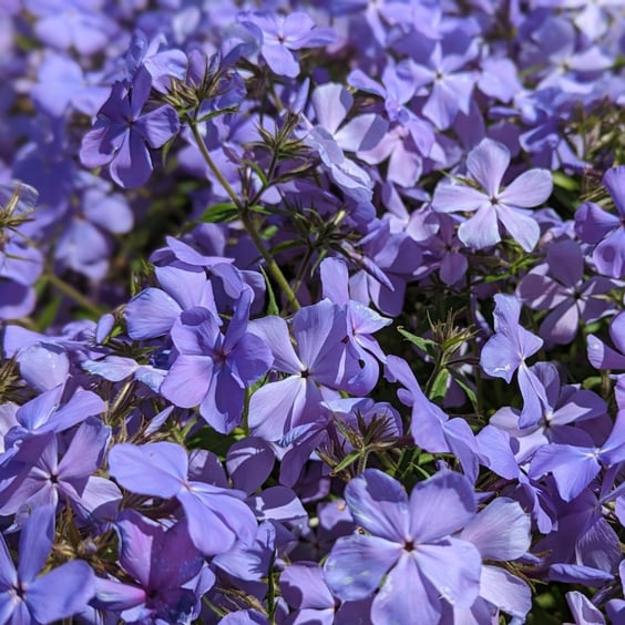McKay Nursery Woodland Phlox - Thumbnail 3
