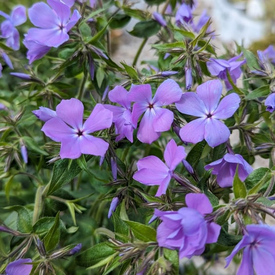 McKay Nursery Woodland Phlox - Thumbnail 2