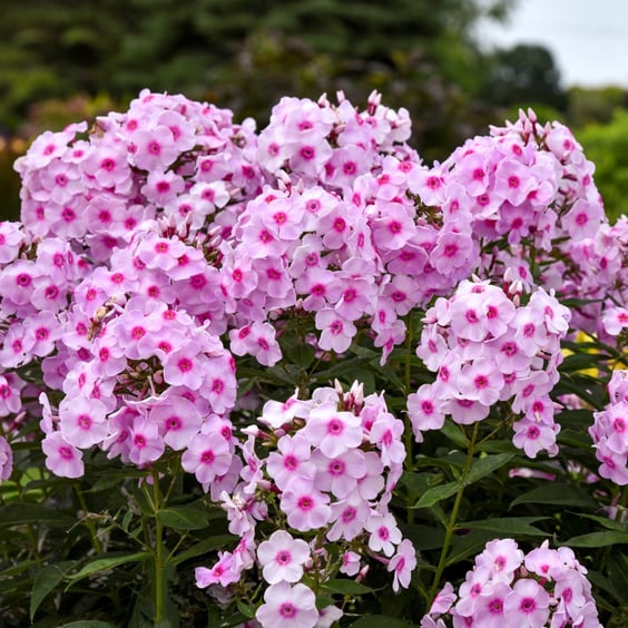 Luminary Opalescence Garden Phlox