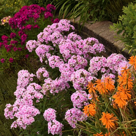 Luminary Opalescence Garden Phlox - Thumbnail 5