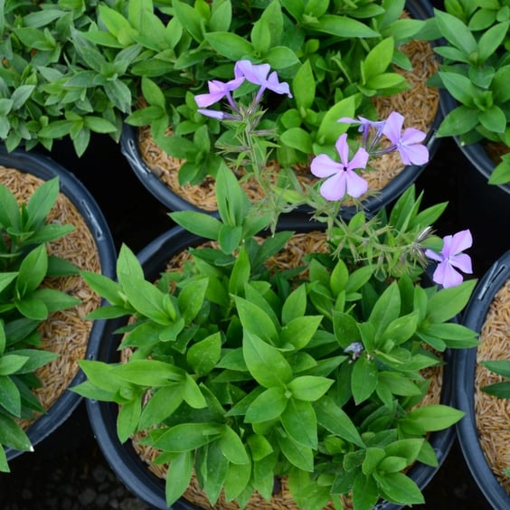McKay Nursery Woodland Phlox - Thumbnail 4